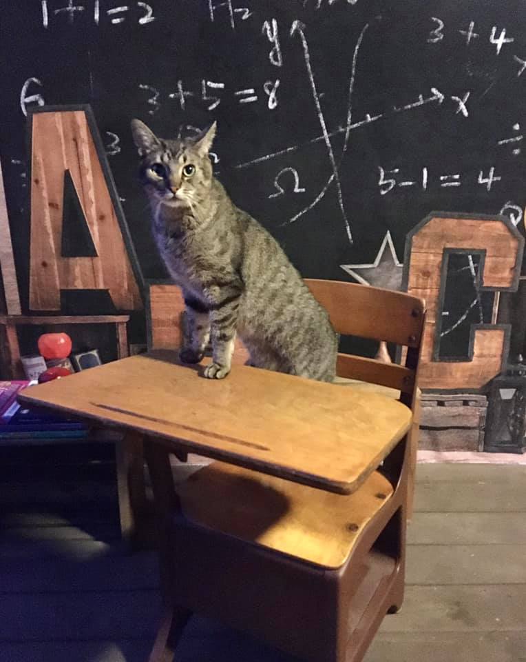 Kate Pet Back to School Summer Blackboard Backdrop Designed by Emetselch