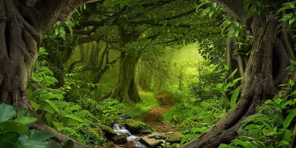 Kate Forest With Green Trees And Creek Spring for photography - Kate Backdrop