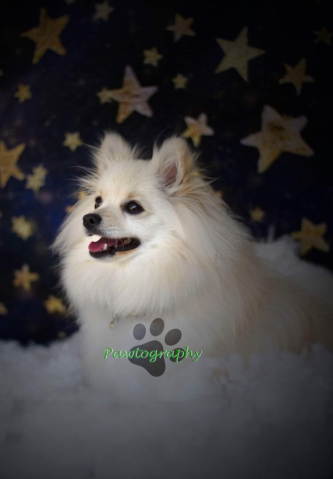 Kate Night Sky with Gold Stars Children Backdrop for Photography Designed by Mandy Ringe Photography - Kate Backdrop