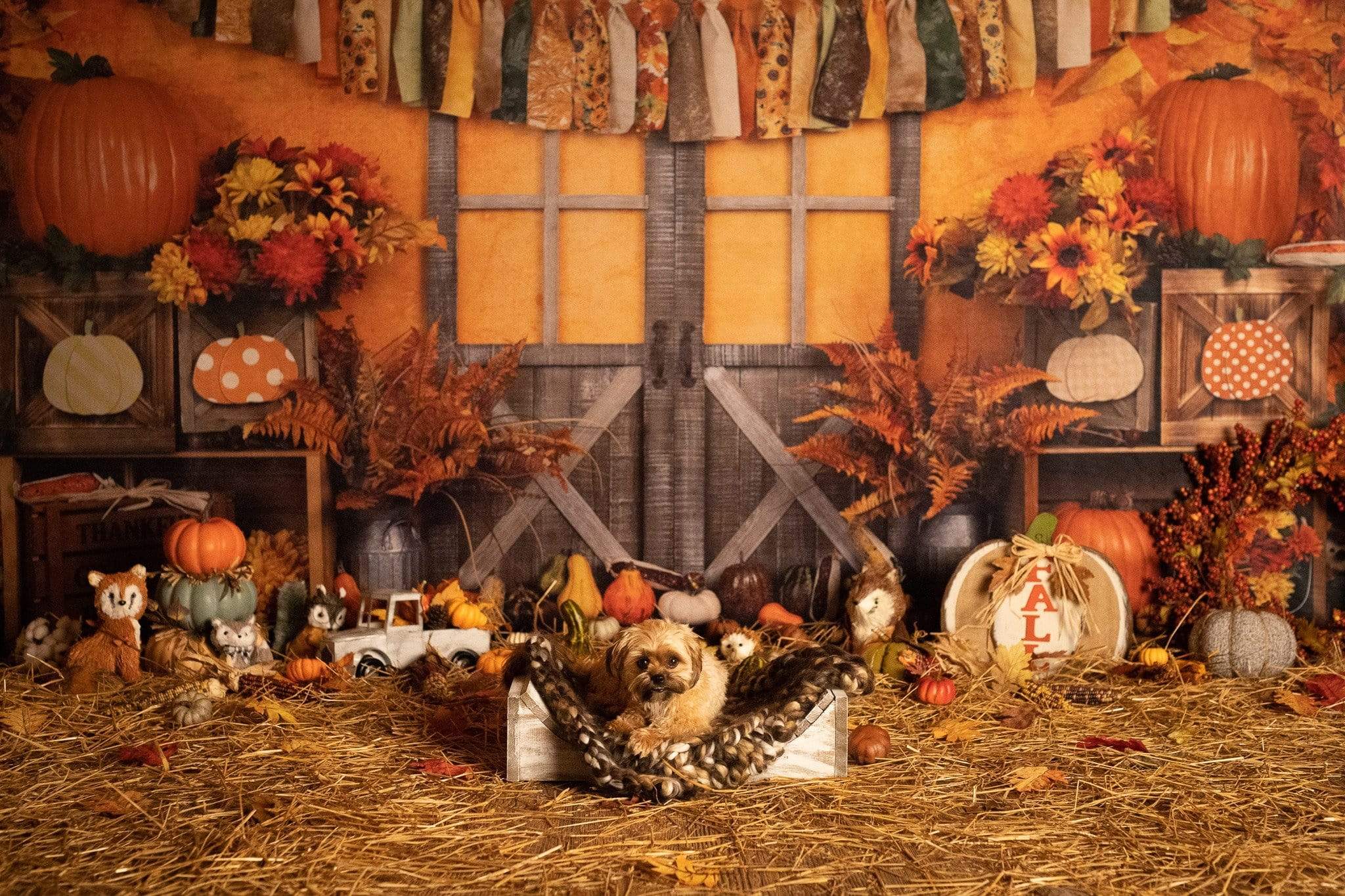 Katebackdrop鎷㈡綖Kate Autumn Harvest Thanksgiving Backdrop for Photography