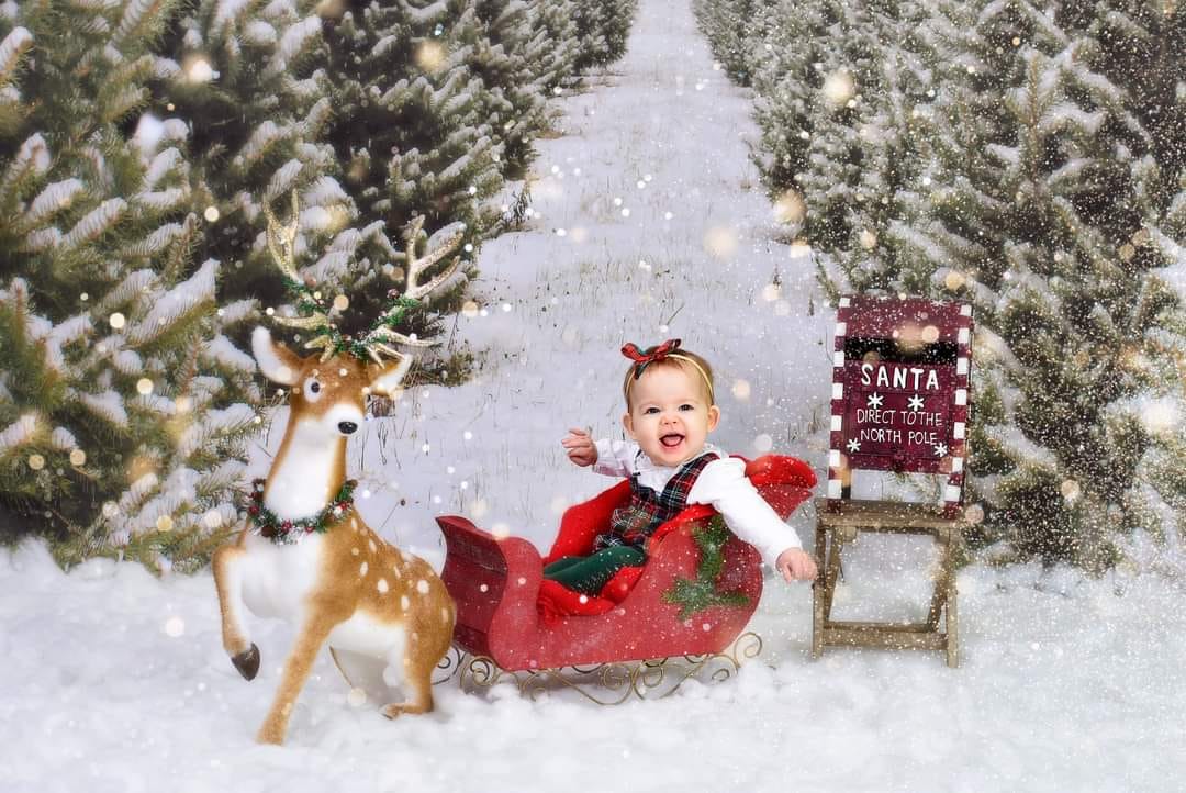 Kate Christmas Pine Tree Farm Path Backdrop for Photography - Kate Backdrop