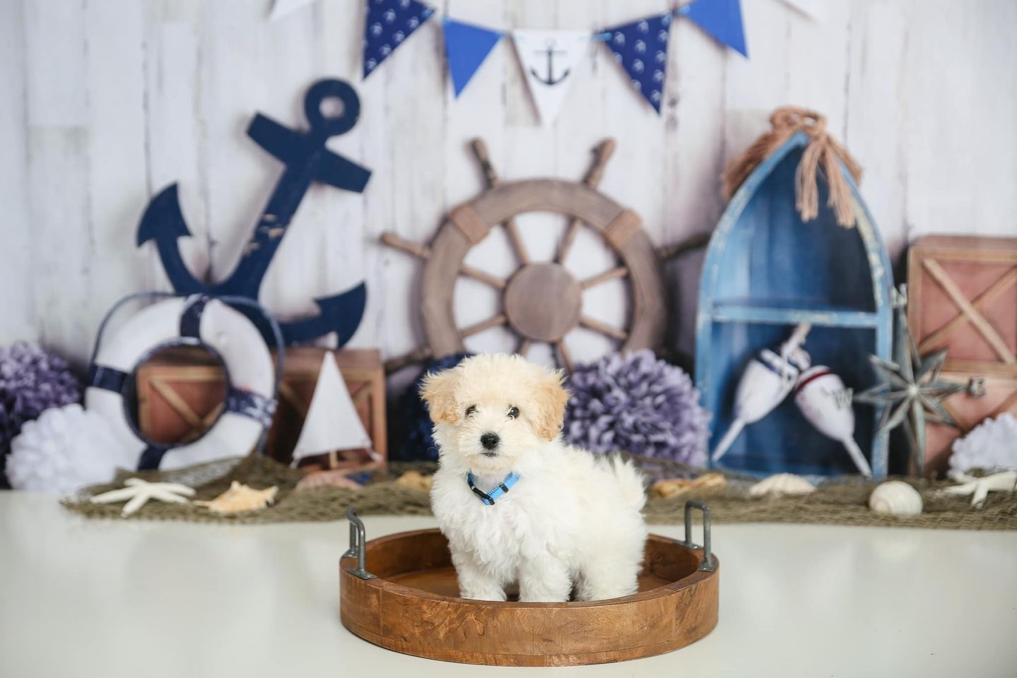 Kate Sailor Boy\Children Nautical Backdrop Designed By Mandy Ringe Photography - Kate Backdrop