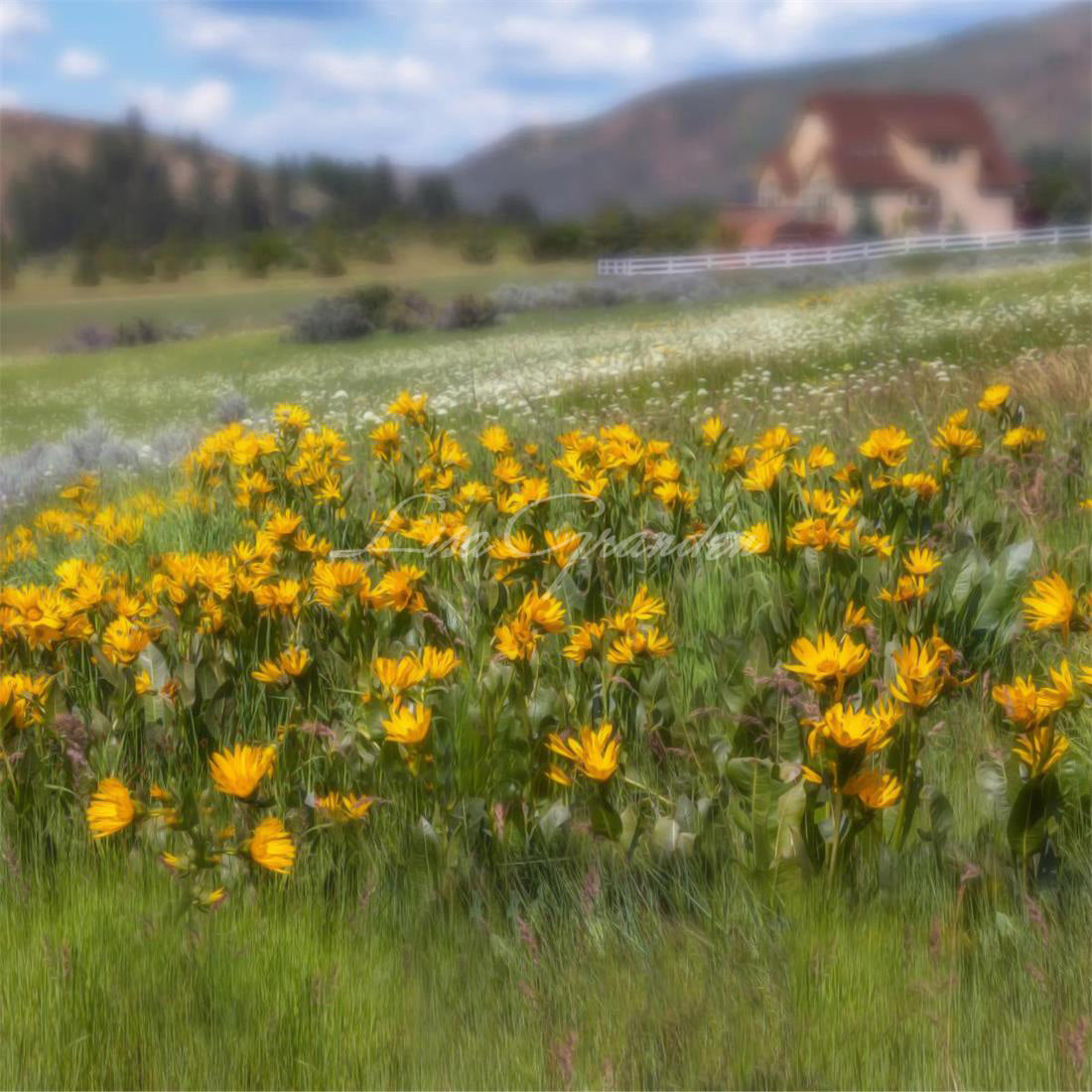 Kate Mountain Meadow Summer Sunflowers Backdrop for Photography Designed by Lisa Granden - Kate Backdrop