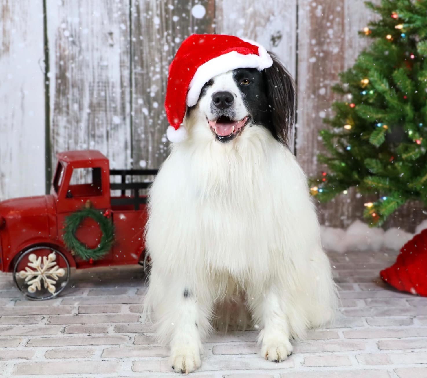 Kate Winter Scenery Wood With Snow Christmas Backdrops - Katebackdrop