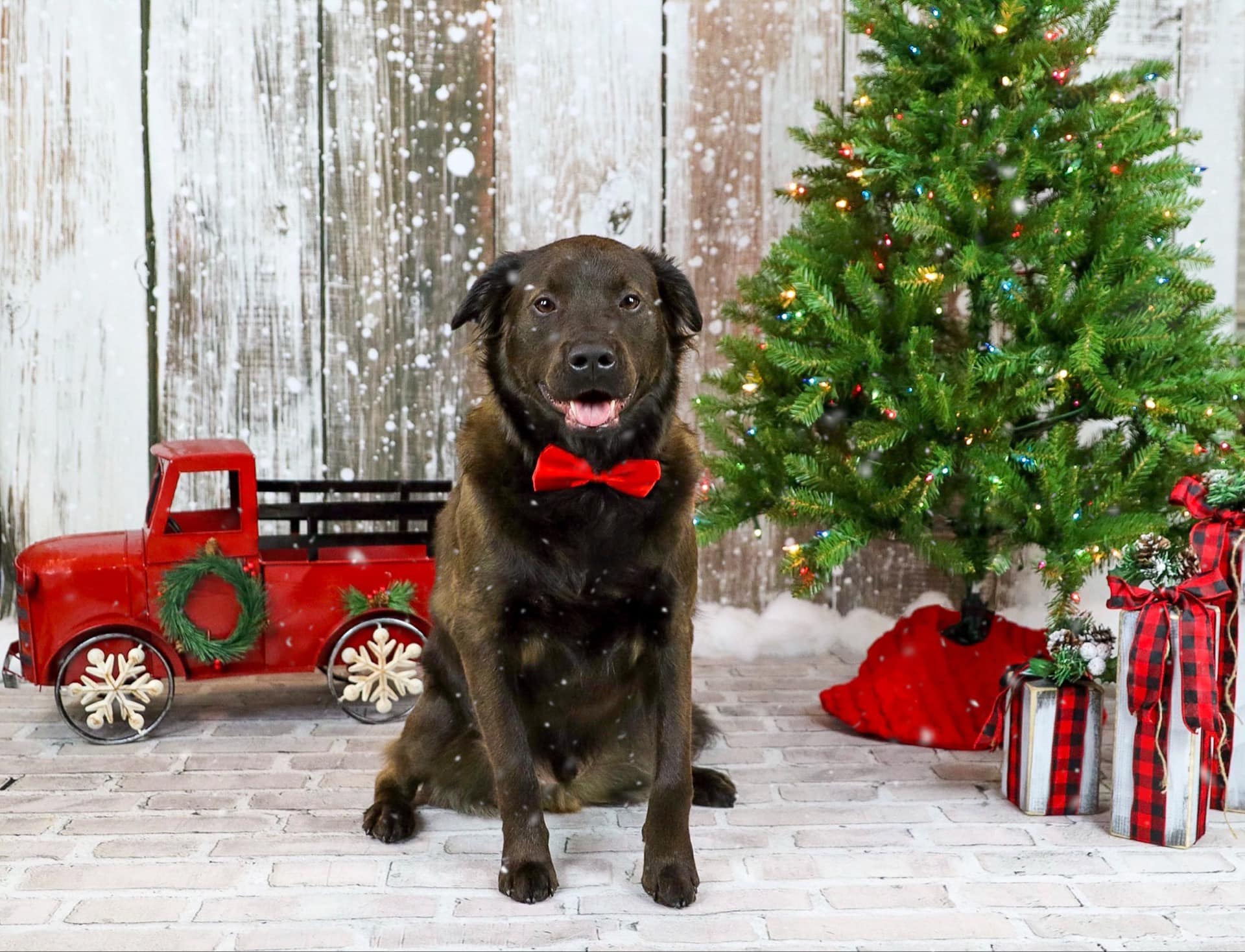 Kate Winter Scenery Wood With Snow Christmas Backdrops - Katebackdrop