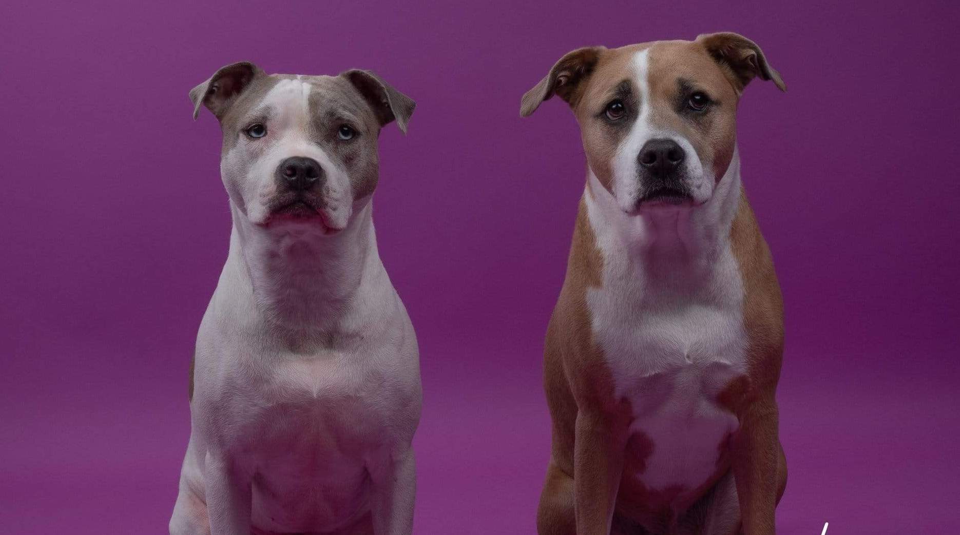 Kate Purple Solid Backdrop for Photography - Katebackdrop