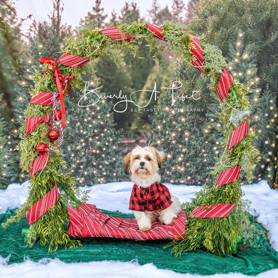 Kate Christmas Trees Backdrop Forest for Photography - Kate Backdrop