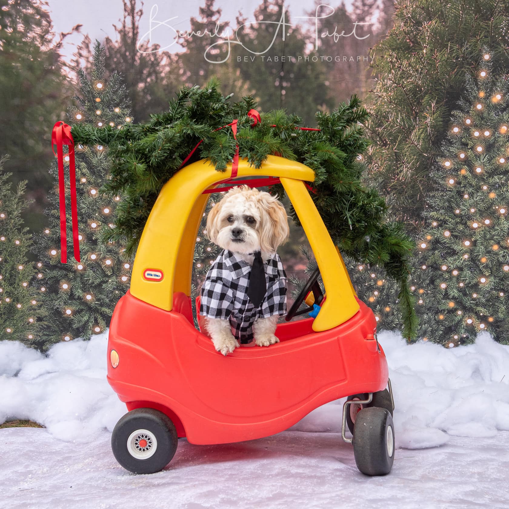 Kate Christmas Trees Backdrop Forest for Photography - Kate Backdrop