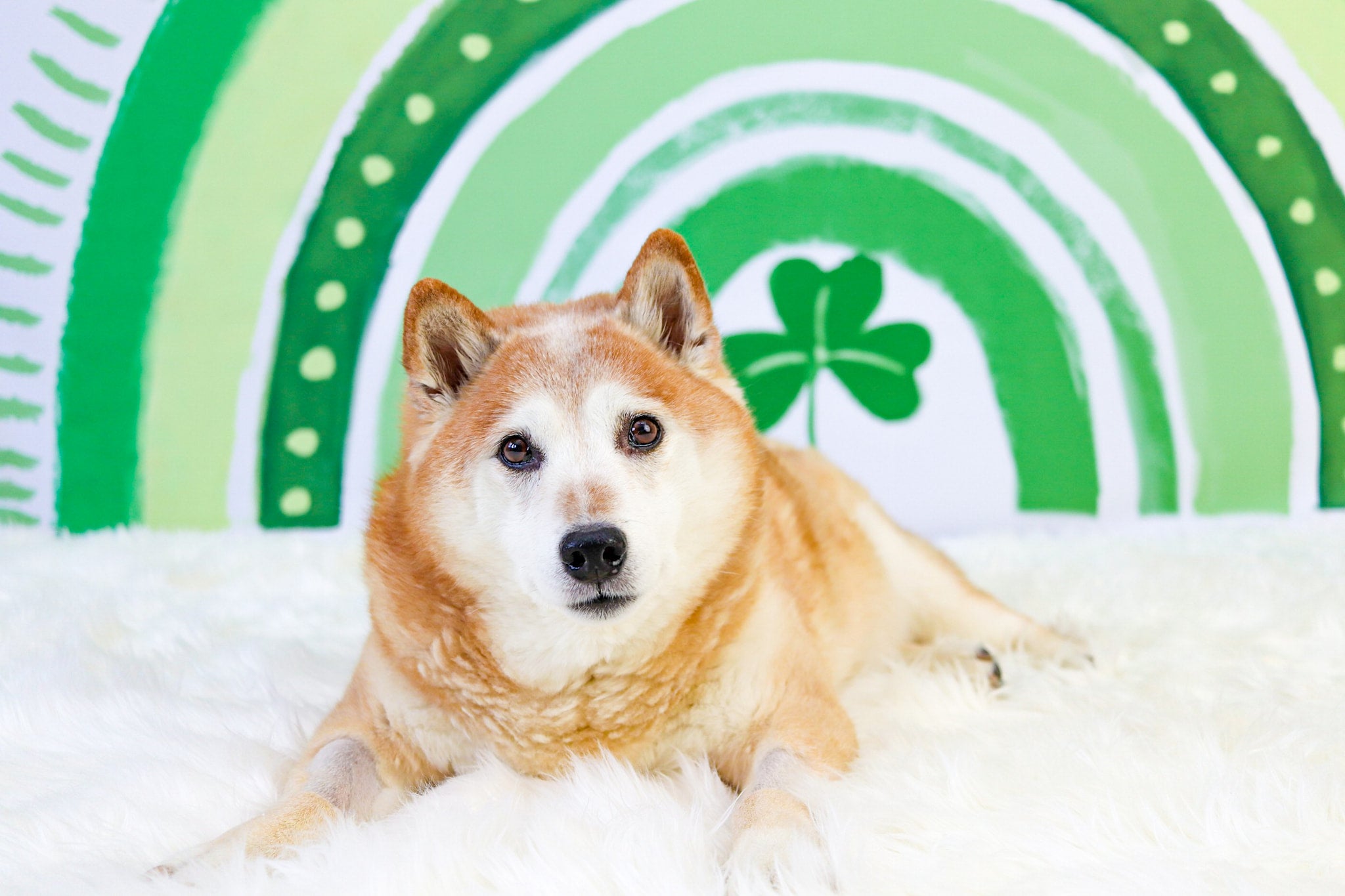 Día de San Patricio Decoración de Fondo Arcoíris Verde Trébol de la Suerte Diseñado por GQ