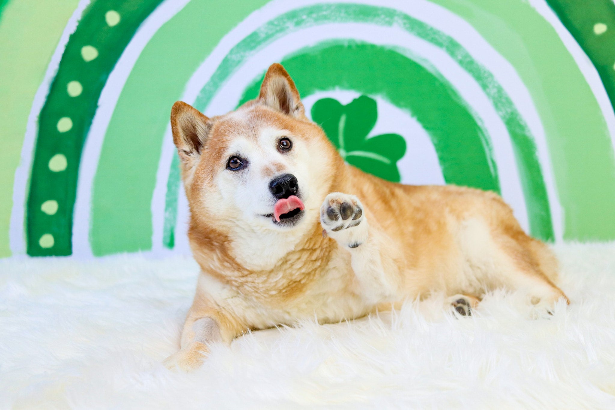 Kate St.Patrick's Day Green Lucky Clover Rainbow Backdrop Designed by GQ