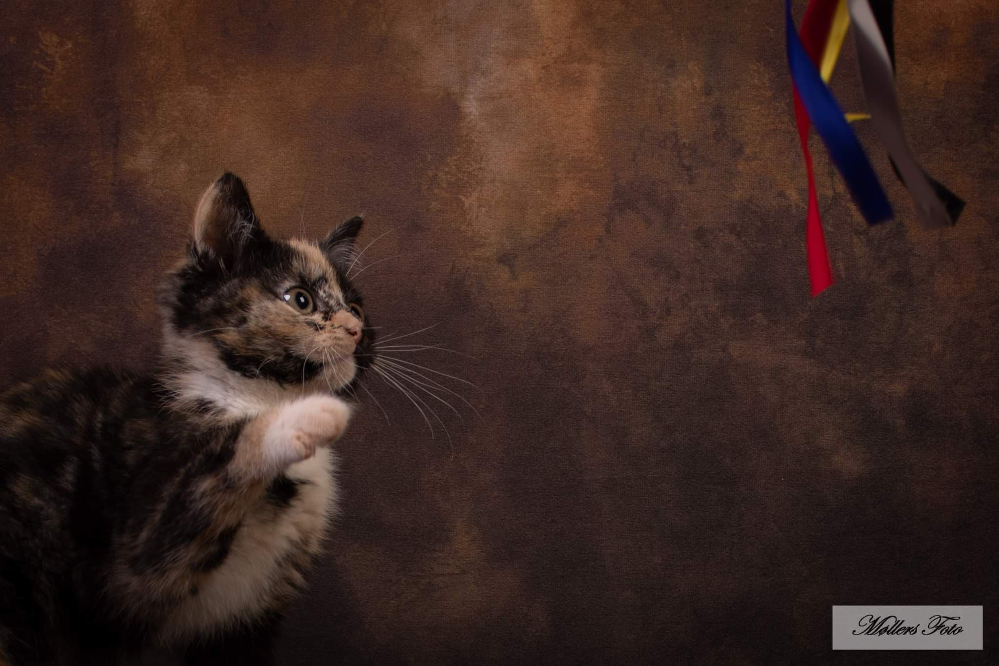 Kate Brown Abstract Photography Textured Backdrops Old Master - Katebackdrop