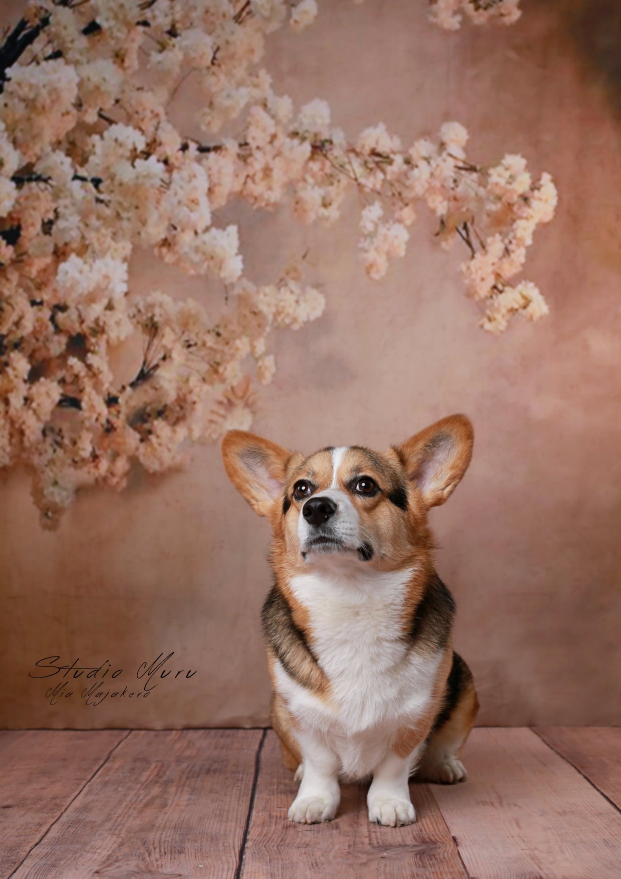 Kate Pet Abstract Background With Florals Backdrops for Photography