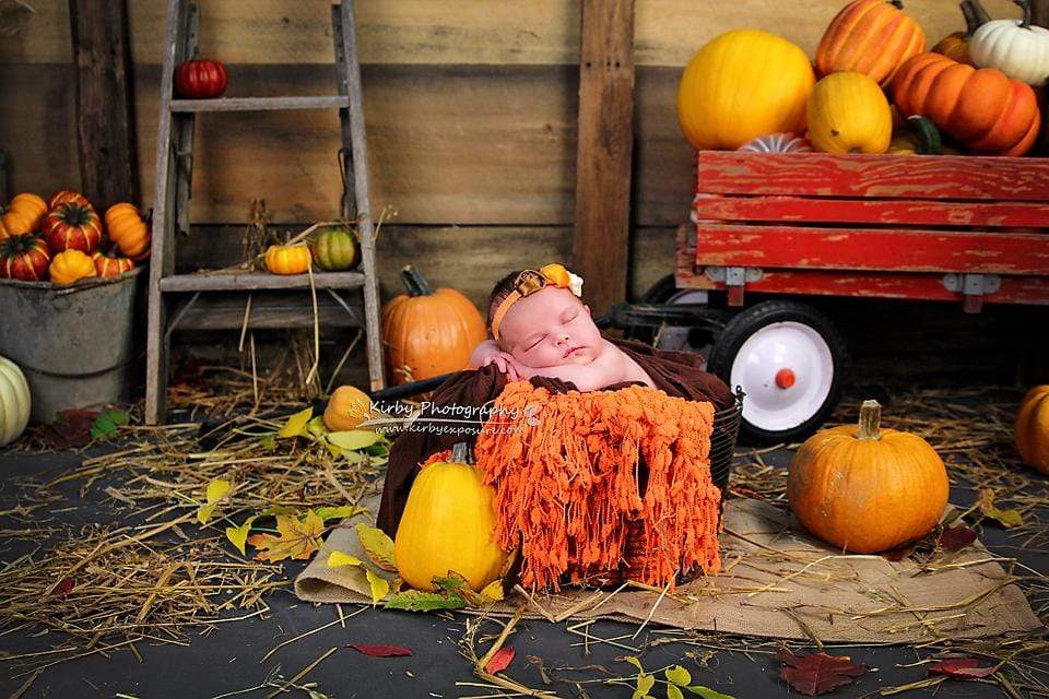 Katebackdrop鎷㈡綖Kate Pumpkin Harvest Backdrop Autumn and Halloween designed by Arica Kirby