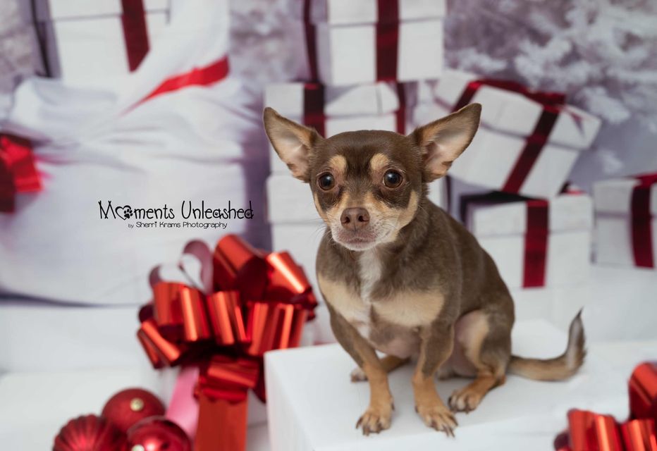 Kate Christmas Gift Snow Tree Backdrop - Katebackdrop