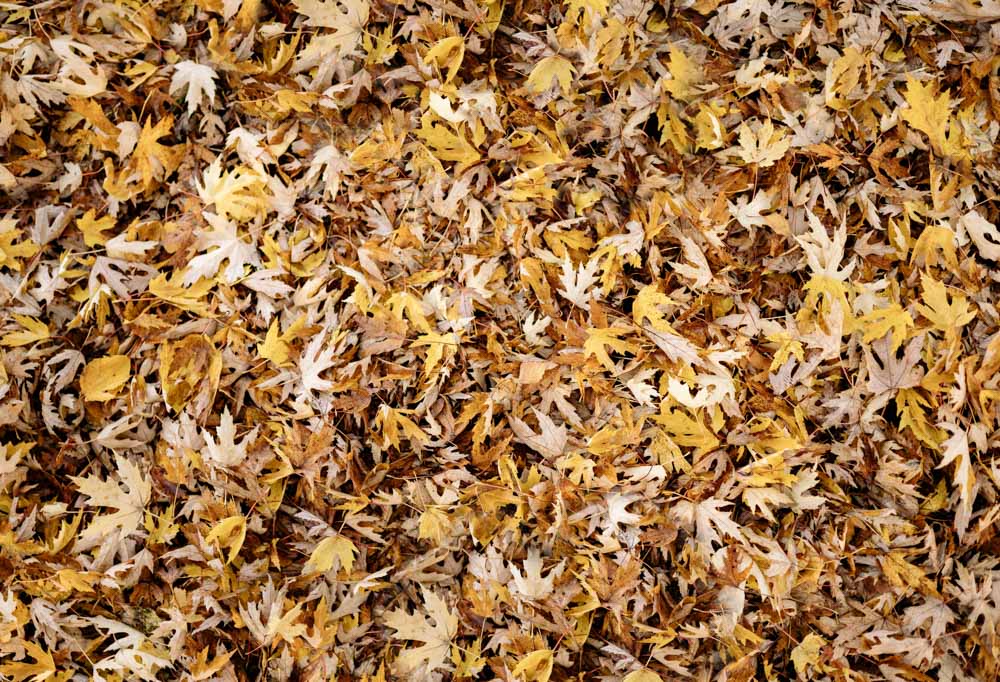 Tappeto in gomma con foglie cadute