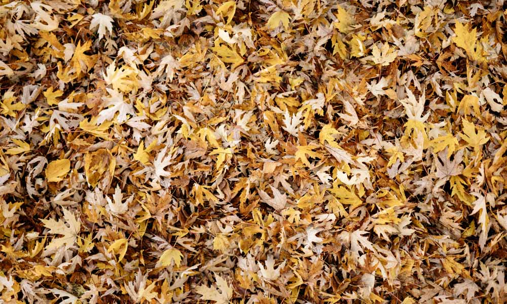 Tappeto in gomma con foglie cadute