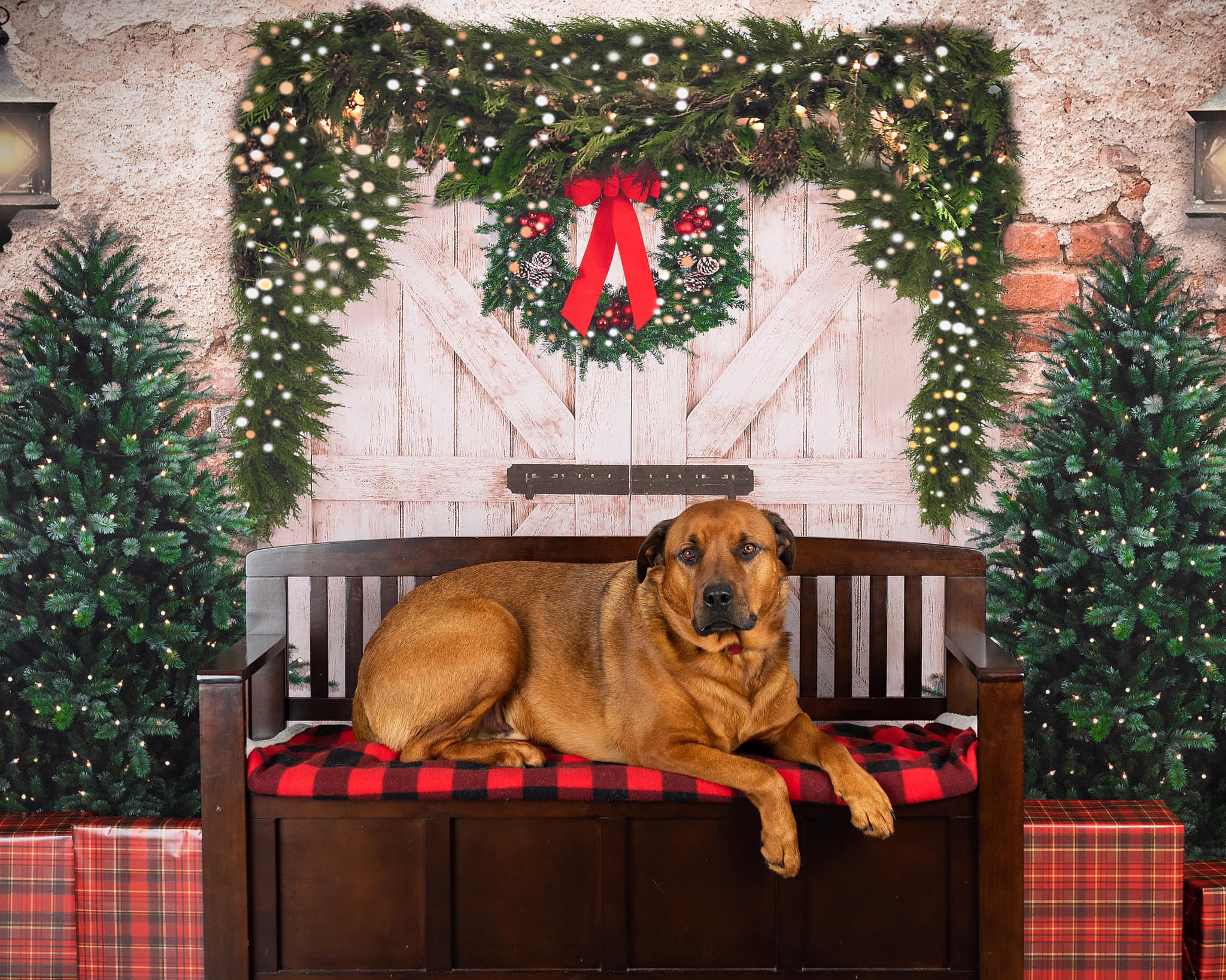 Kate Christmas Backdrop Brick Wall Door & Xmas Trees Designed By JS Photography - Kate Backdrop