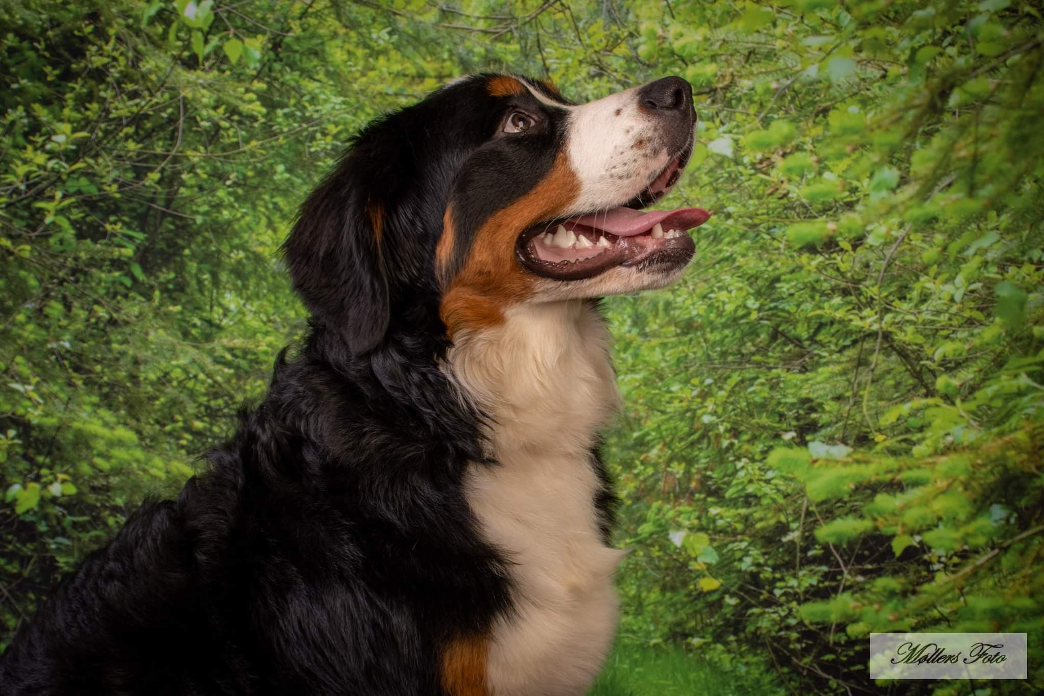 Kate Summer Green Forest Path Backdrop Designed by Chain Photography - Kate Backdrop