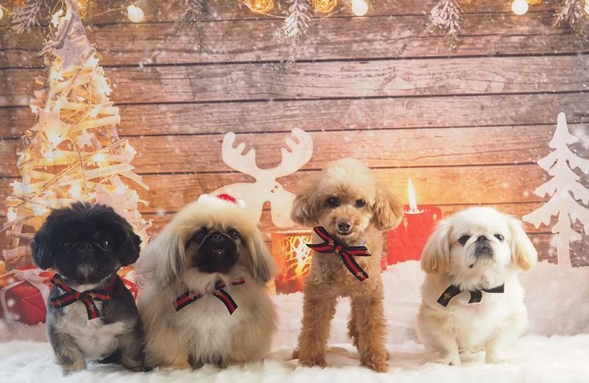 Kate Christmas Photo Backdrop Snow Wooden Light Wall - Katebackdrop