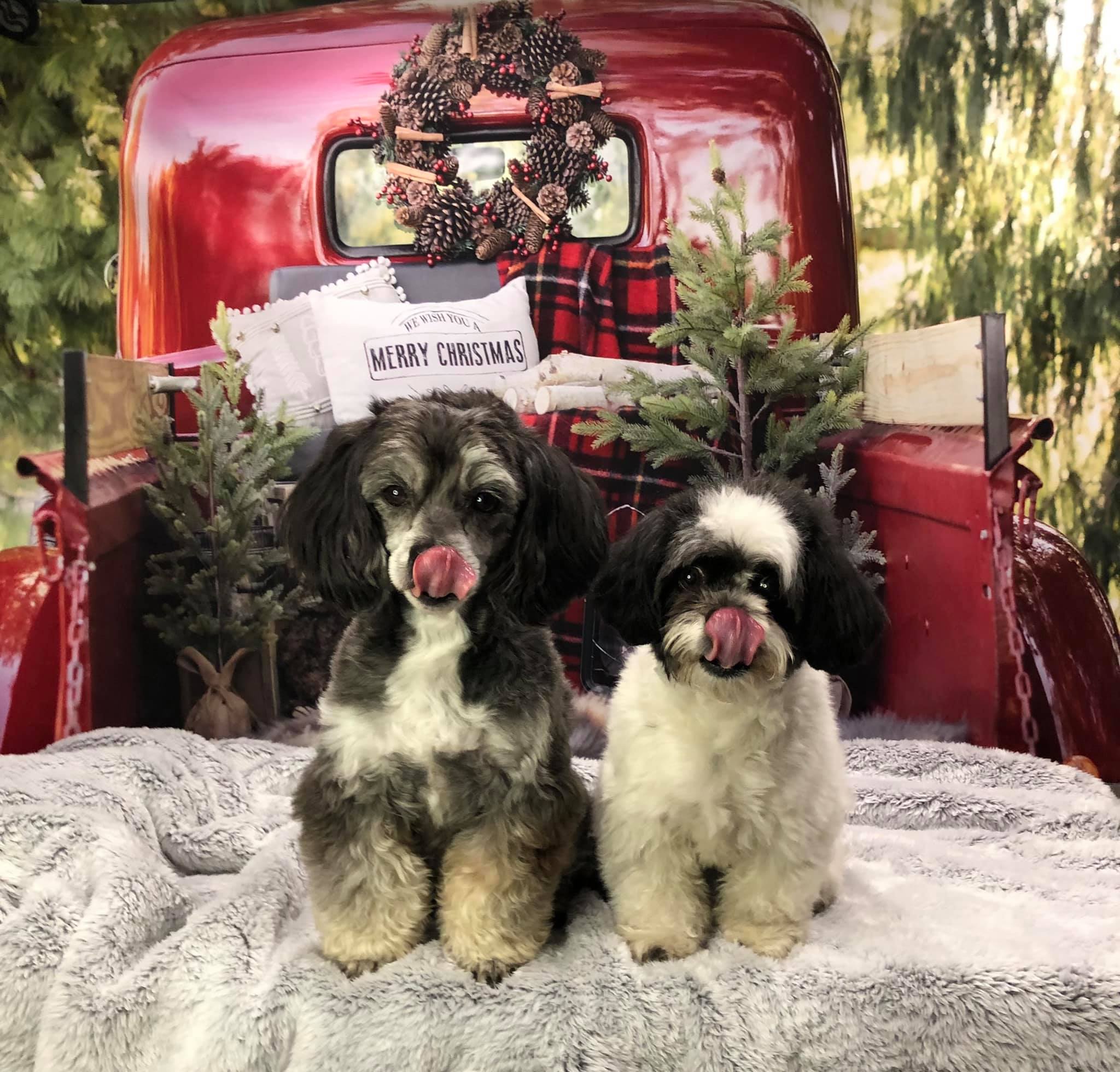 Kate Red Christmas Truck Backdrop Designed by Mandy Ringe Photography - Kate Backdrop