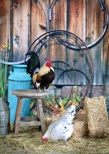 Kate Wood Wall White Windows Gas Bucket Retro Spring Backdrops - Katebackdrop