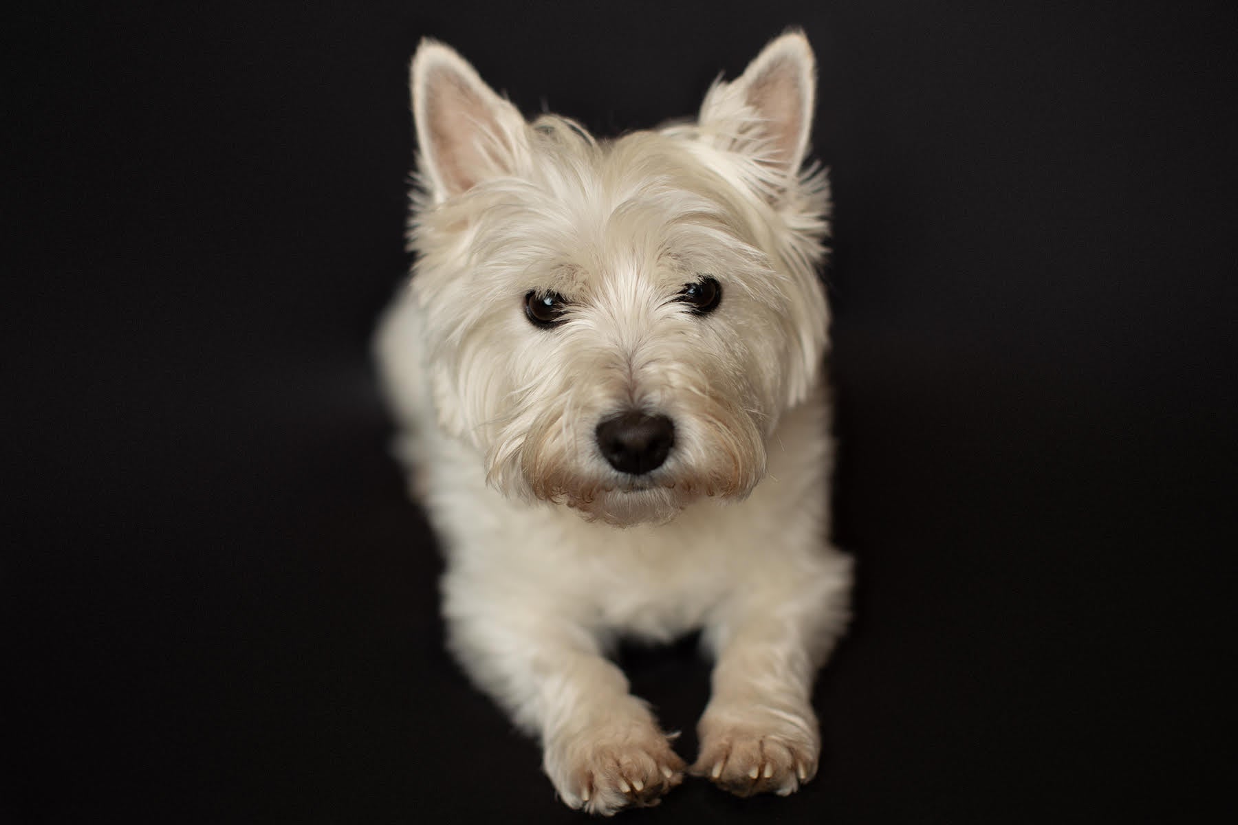 Kate Dark Black Abstract Backdrop for Photography - Kate Backdrop
