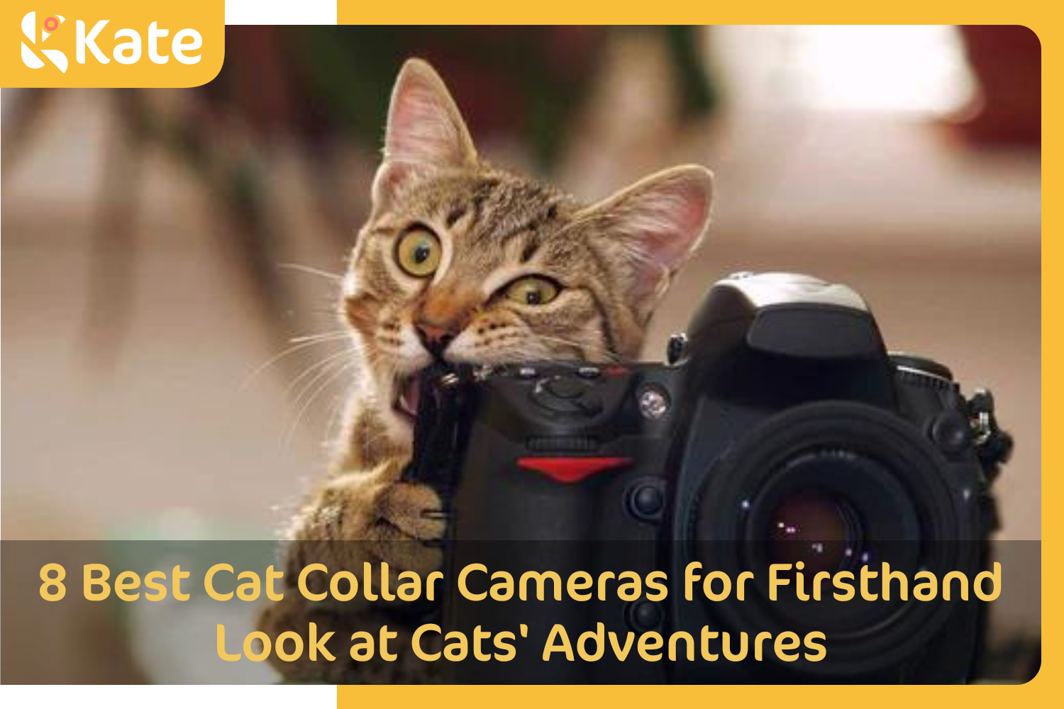 8 Best Cat Collar Cameras for Firsthand Look at Cats' Adventures