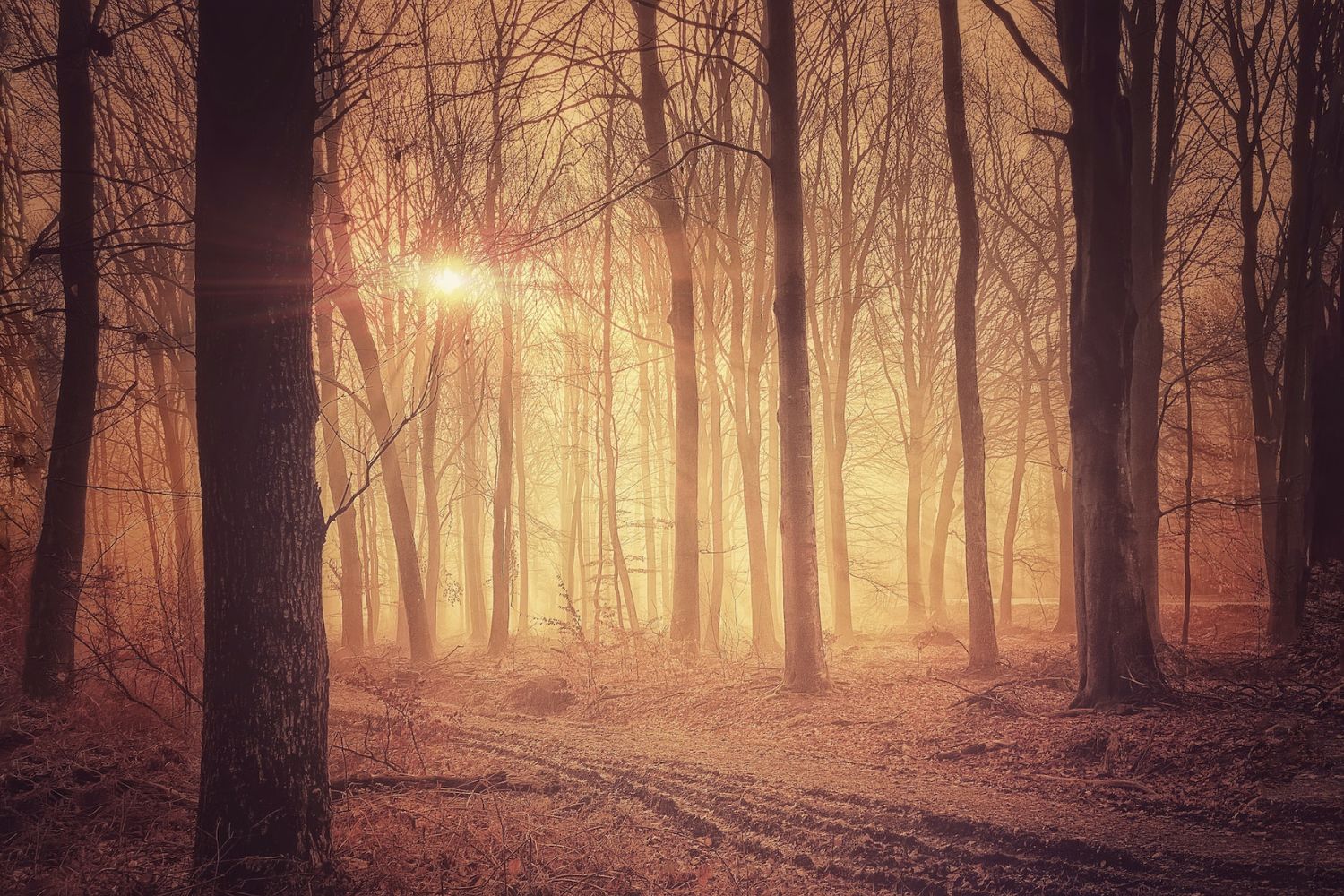 sepia-toned forest Photo by LoboStudio Hamburg on Unsplash  