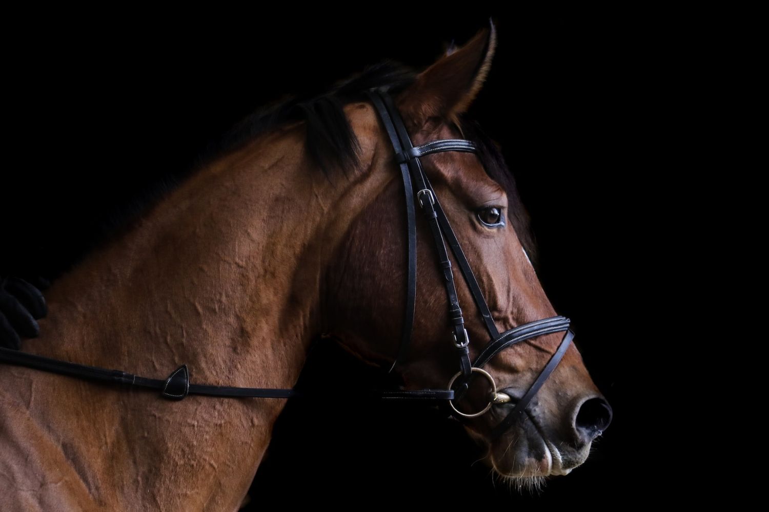 half-body horse Photo by Marylou Fortier on Unsplash