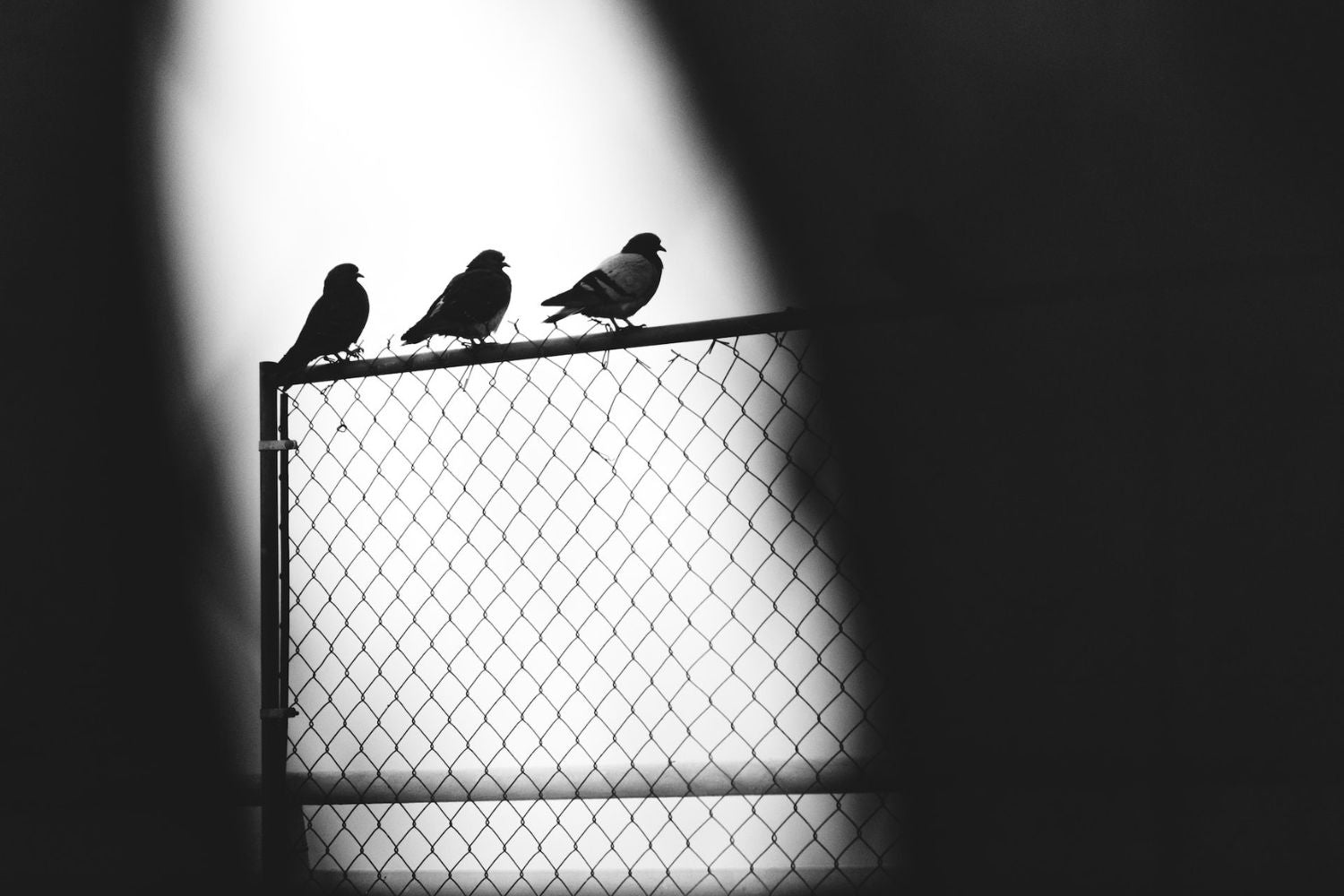 three birds on the iron net Photo by Nathan Dumlao on Unsplash