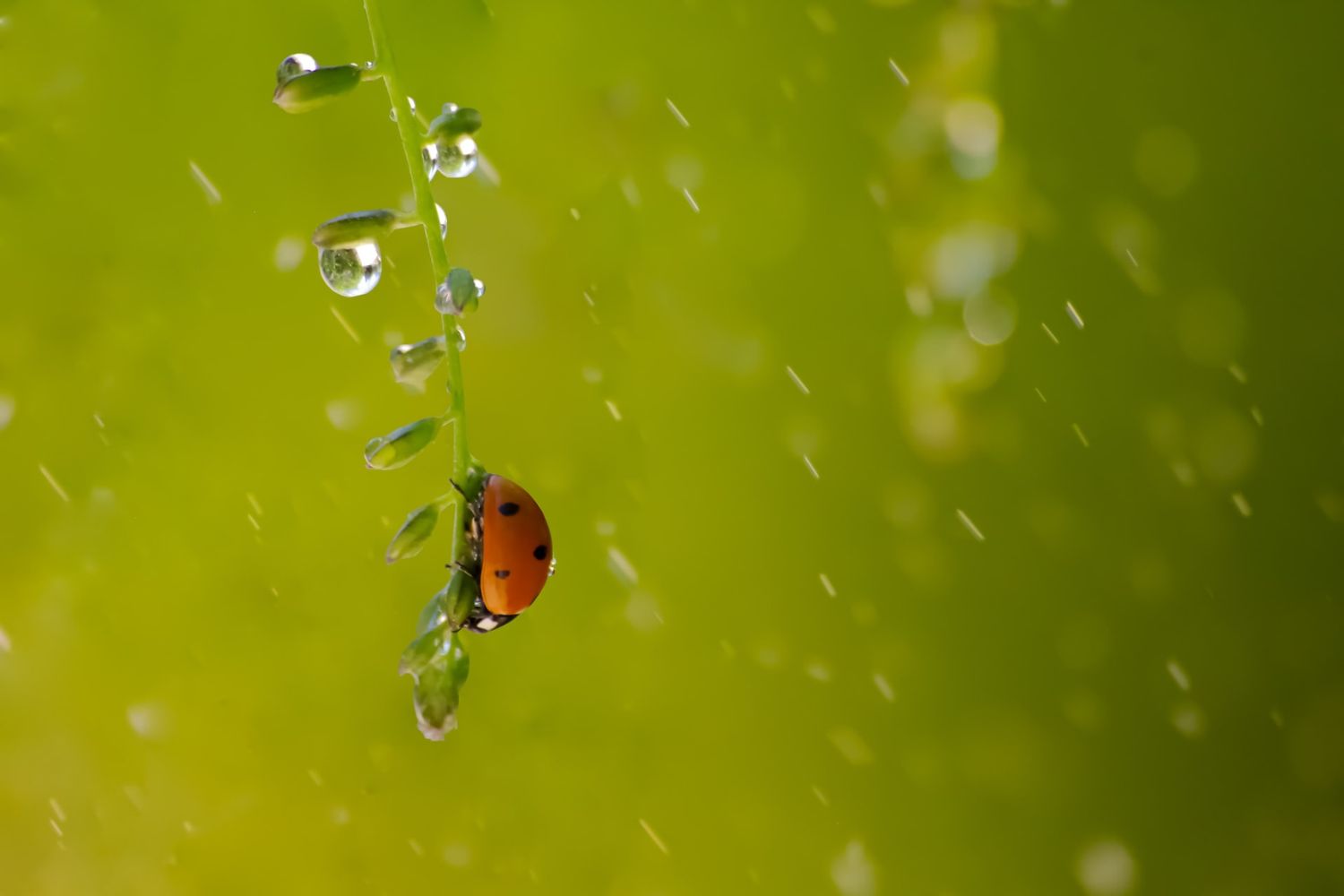 a lalybird walking on tini branch in the rain Photo by Simon Kuznetsov on Unsplash