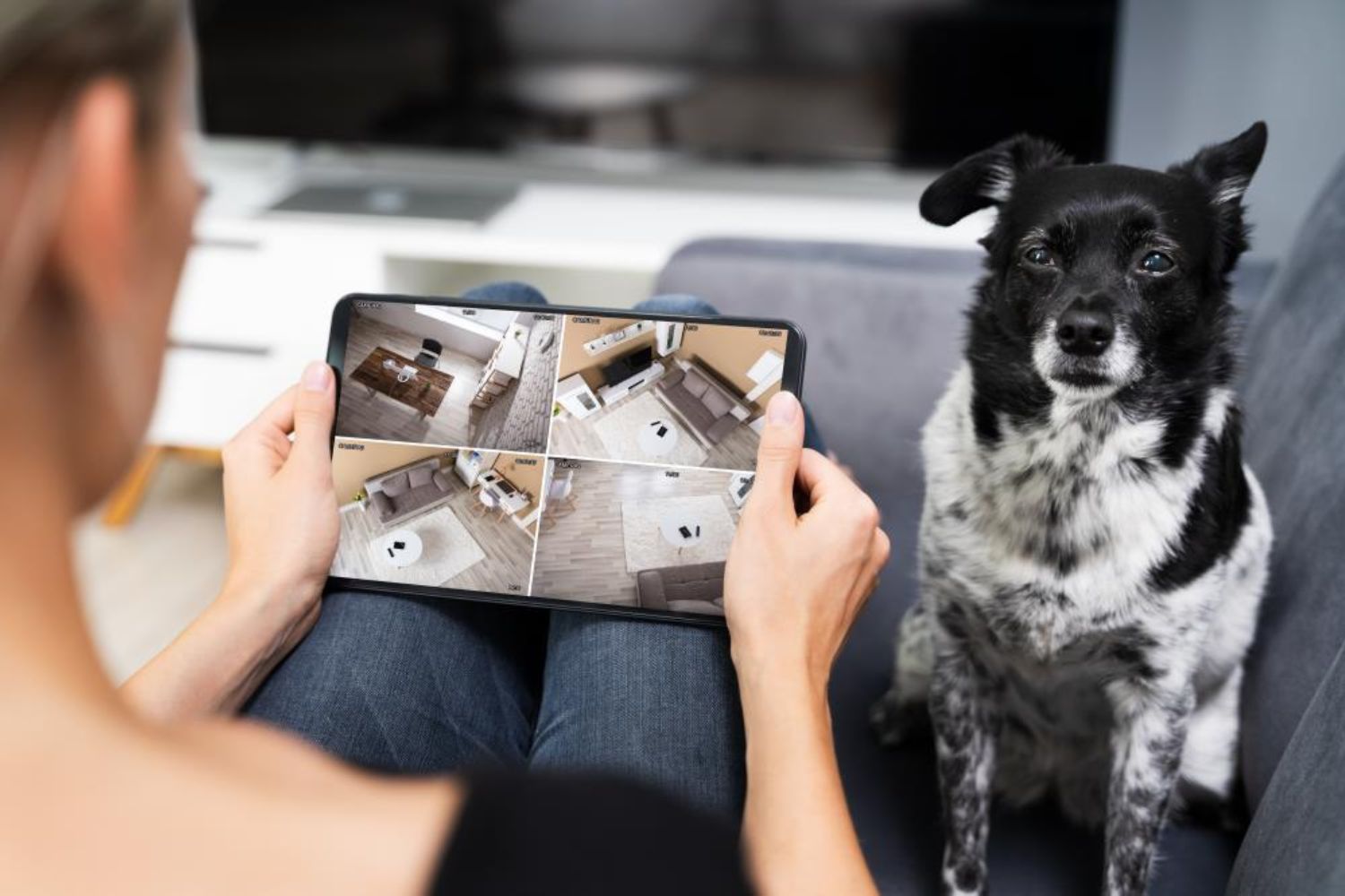 man looking at pet camera recording file on iPad photo by Andrey_Popov on shutterstock