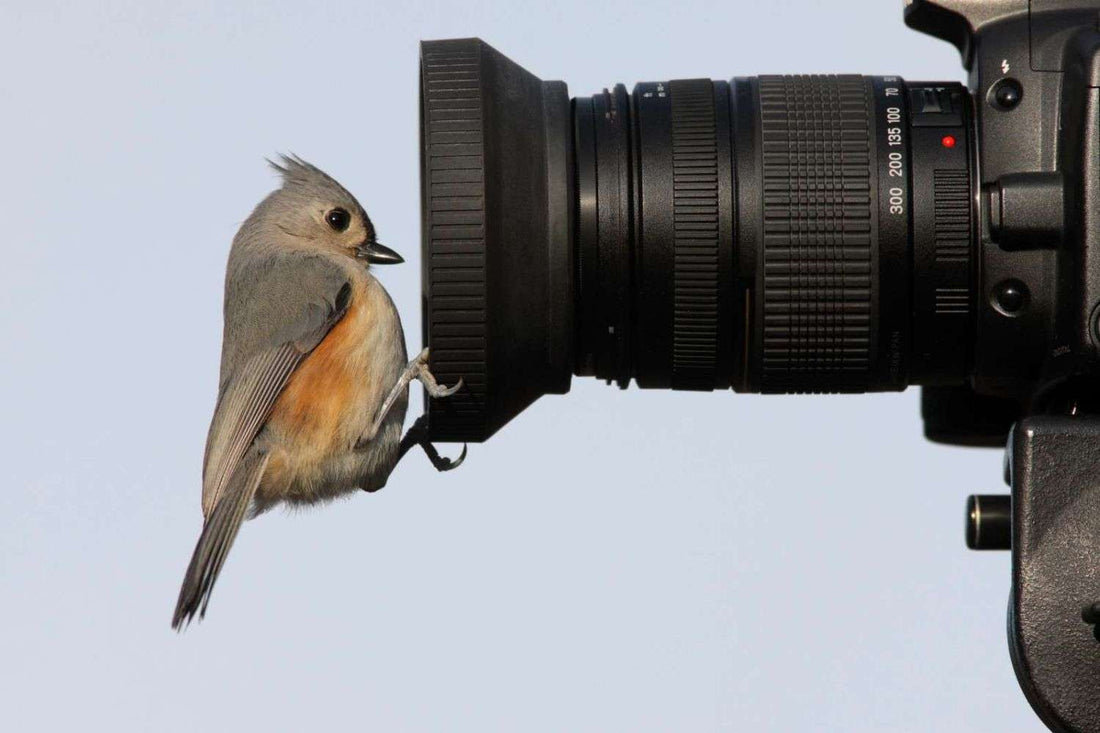 bird stands in front of lens Photo by Steve Byland on shutterstock