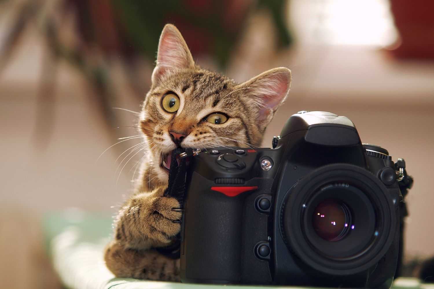 cat with camera Photo by WildlifeWorld on shutterstock