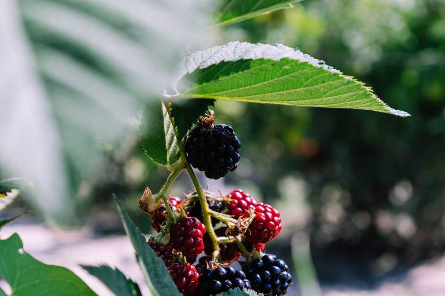Berry Photo by Gabor Veres on unsplash