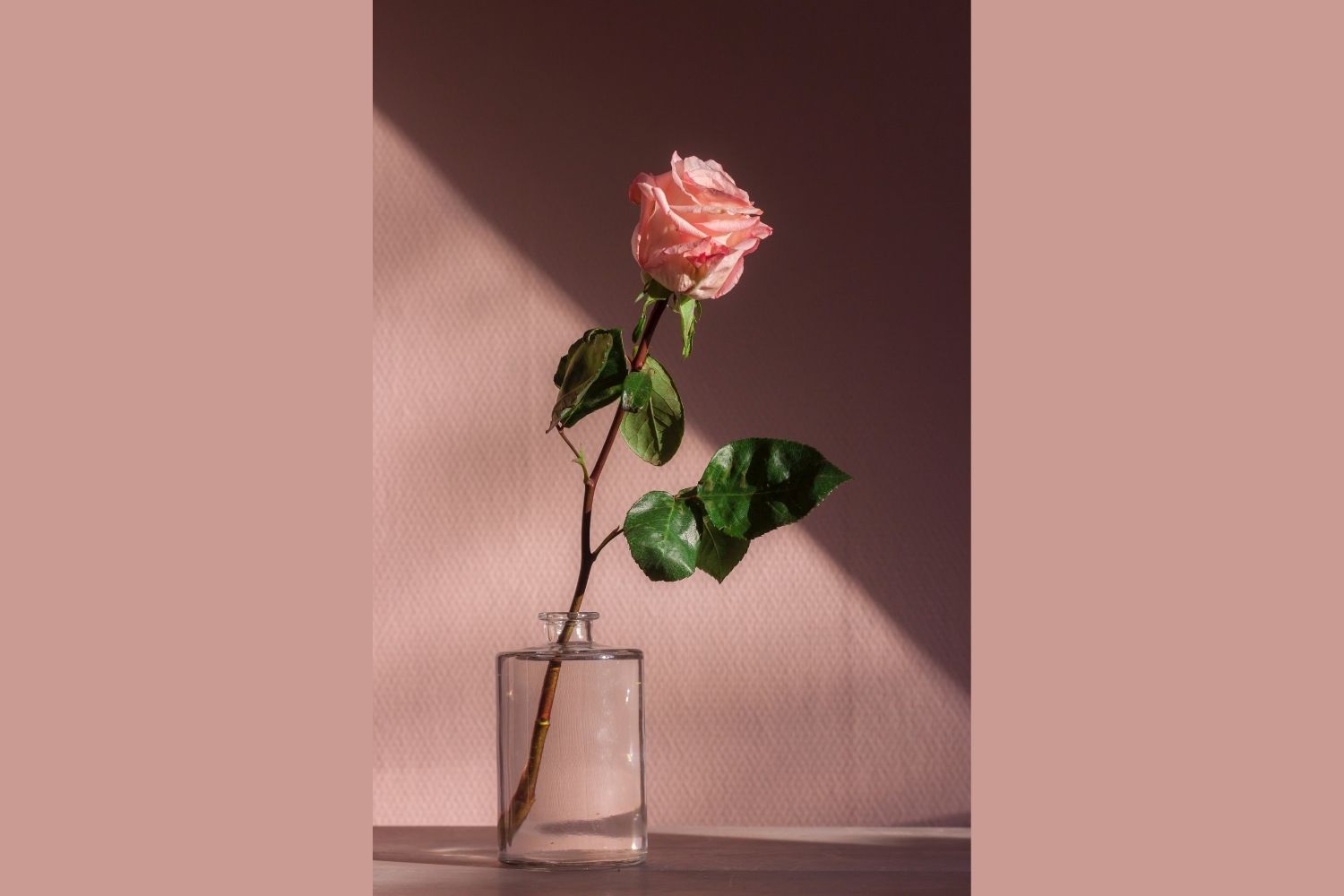 rose in vase Photo by Tirza Van Dijk on unsplash
