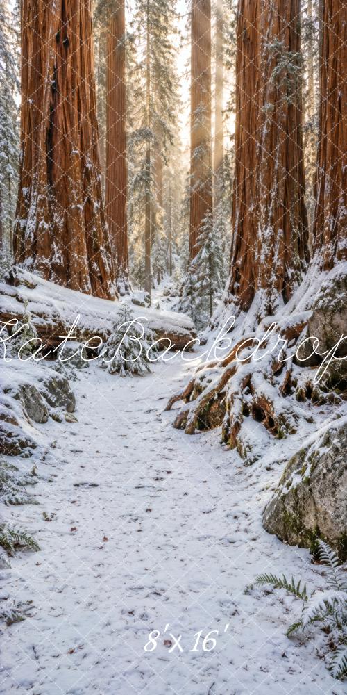 Kate Sweep Winter Snowy Redwood Forest Path Printed Backdrop Designed by Vertigo Productions