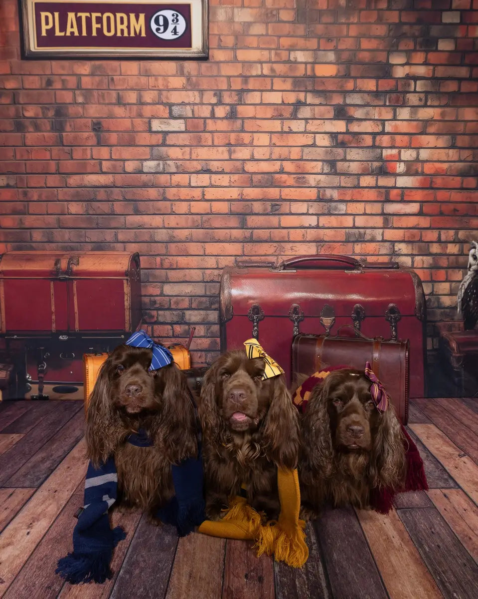 Wizard Train Station Platform Brick Foto Achtergrond Designed by Patty Roberts