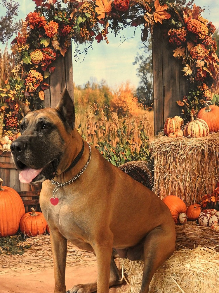 Arco de fondo de cosecha de calabazas de otoño diseñado por Emetselch