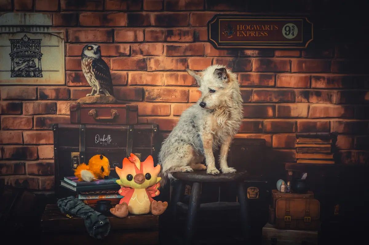 Kate Fantasy Magic Platform Owl Brick Backdrop Designed by Patty Roberts