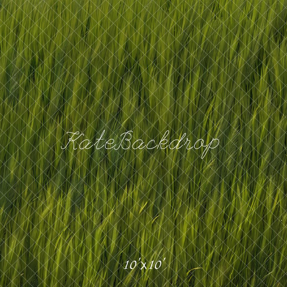 Voorjaar Groen Gras Veld Foto Achtergrond Designed by Kate Image