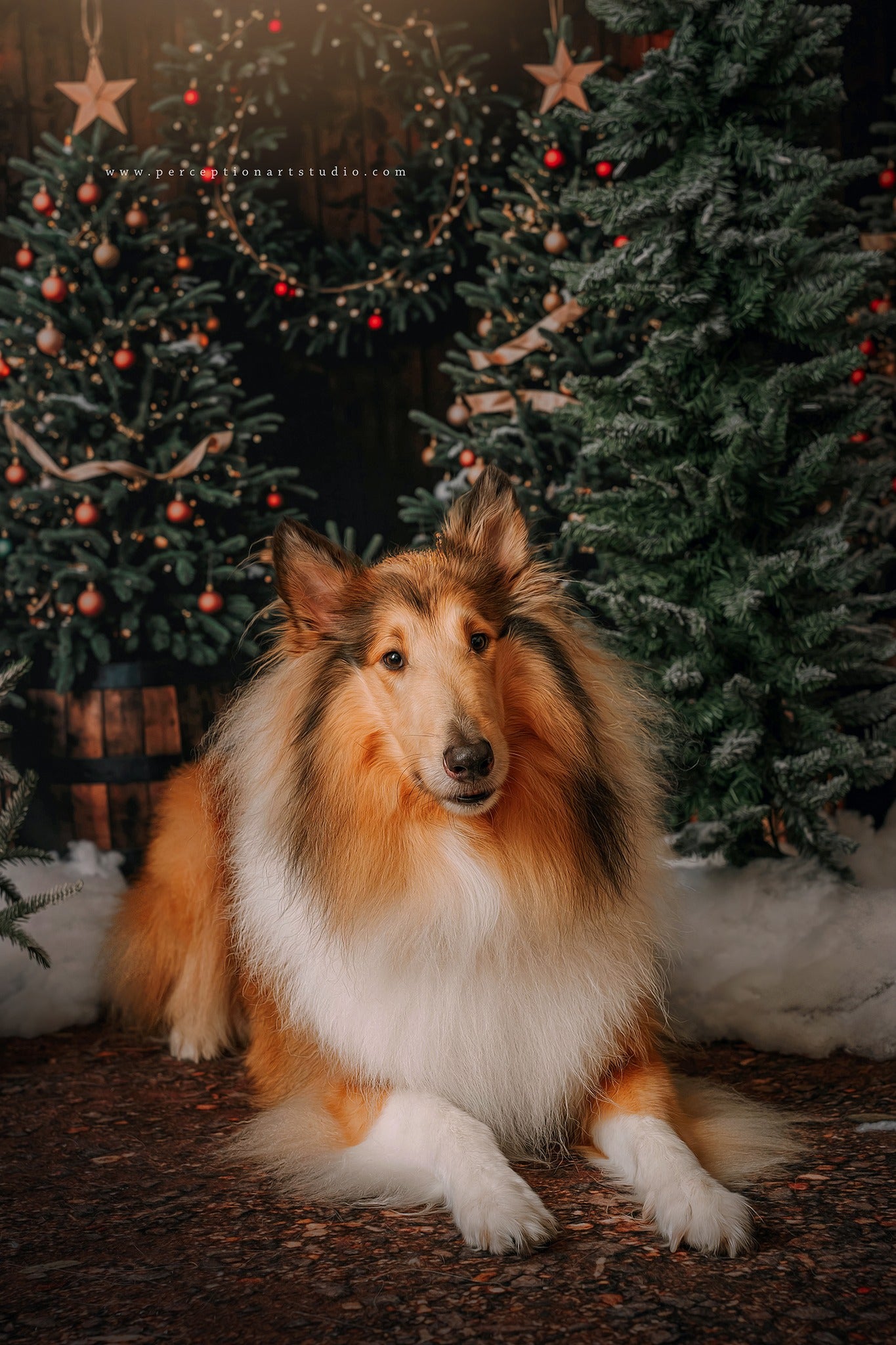 Kate Winter Dark Green Christmas Tree Forest Backdrop Designed by Emetselch