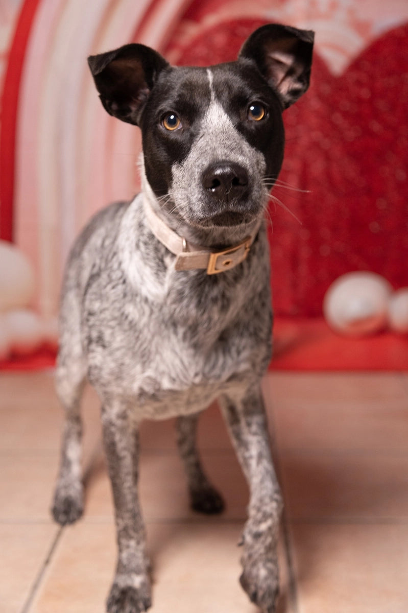 Kate Pink Valentine's Day Love Balloons Backdrop Designed by Emetselch