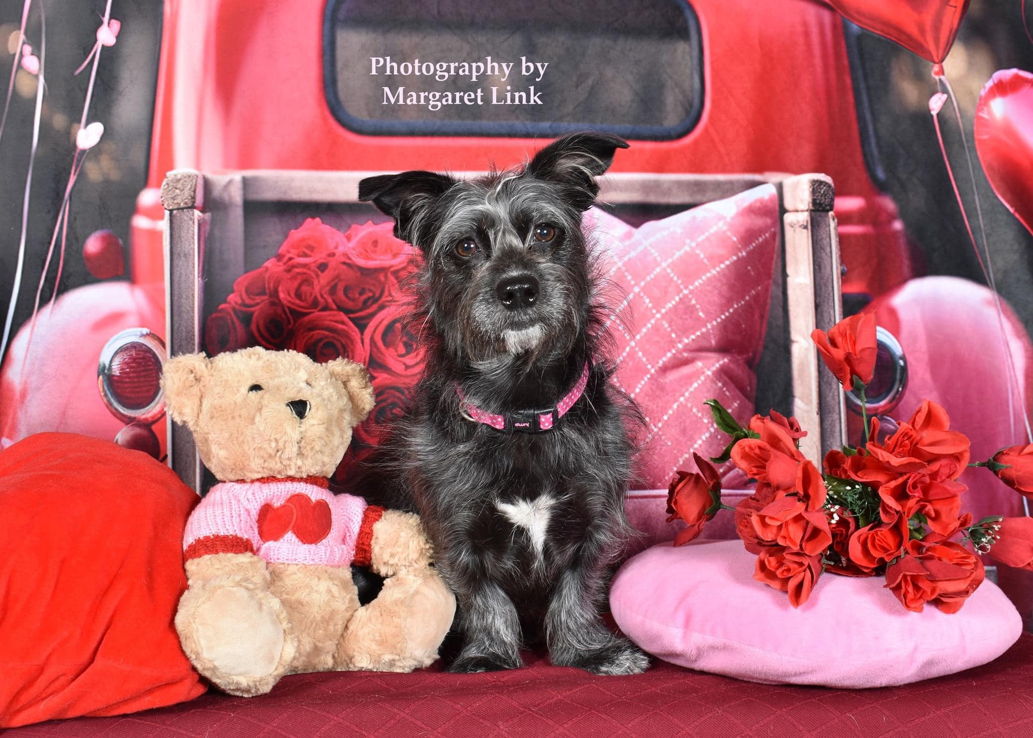 Kate Pet Valentine's Day Love Balloon Truck Backdrop Designed by Chain Photography