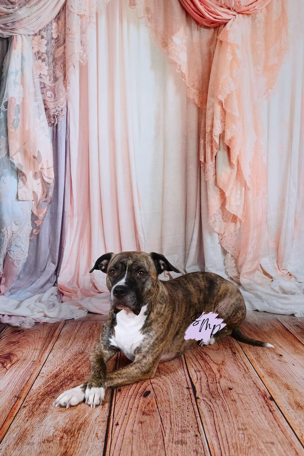 Kate Pet Colorful Curtains Backdrop Designed by Emetselch