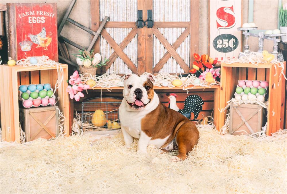 Kate Pet Easter Colorful Egg Barn Door Backdrop for Photography