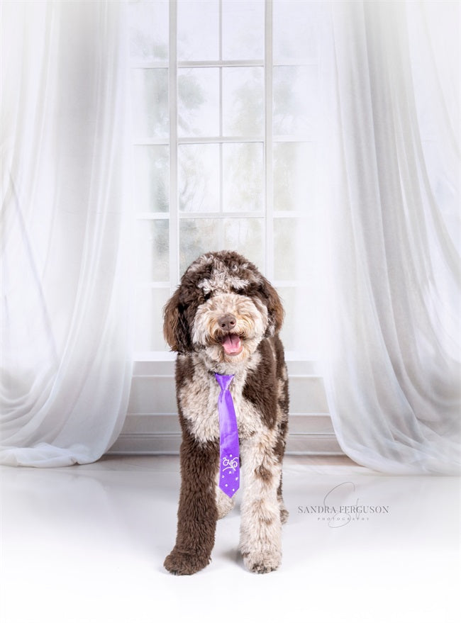Kate Pet Spring White Curtains Windows Room Backdrop Designed by Chain Photography
