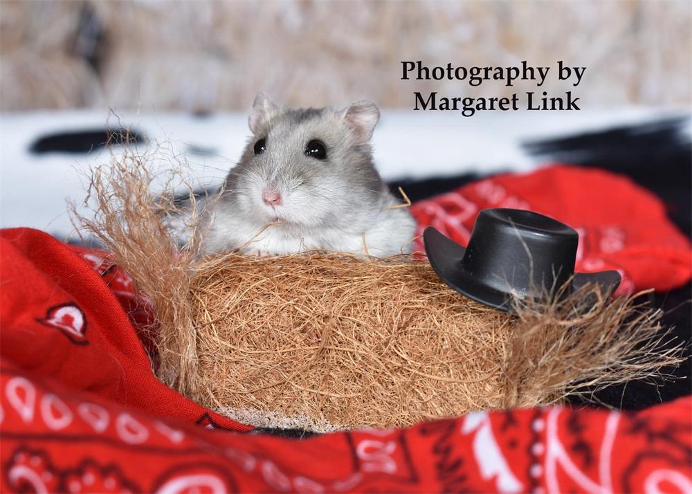 Kate Pet Farm Cowboy Red Decorations Backdrop for Photography