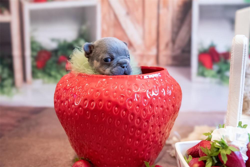 Fondo de Mercado de Primavera/Verano de Fresas Diseñado por Emetselch