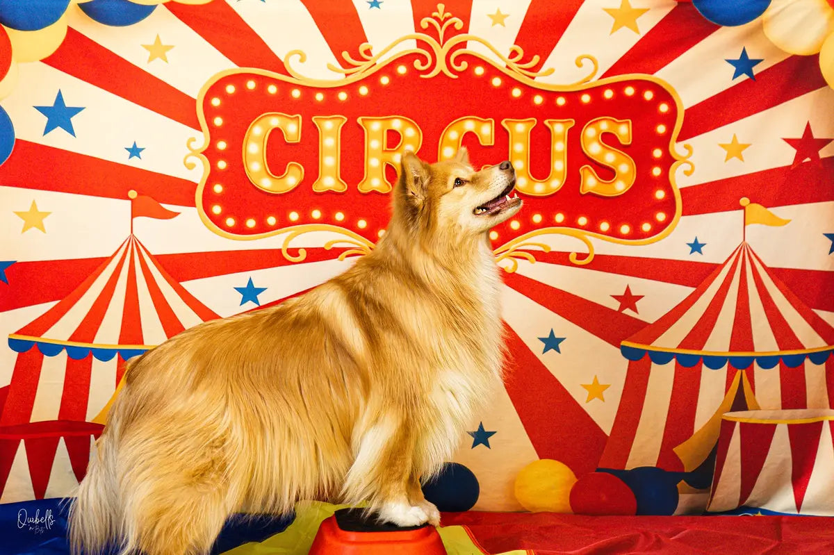 Fondo de globos de carpa de circo Cake Smash Diseñado por Patty Roberts